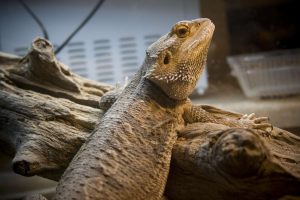 The importance of reptile supplies for your reptile